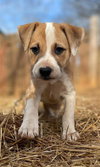 Dear - not at shelter (Joan) available 3/22