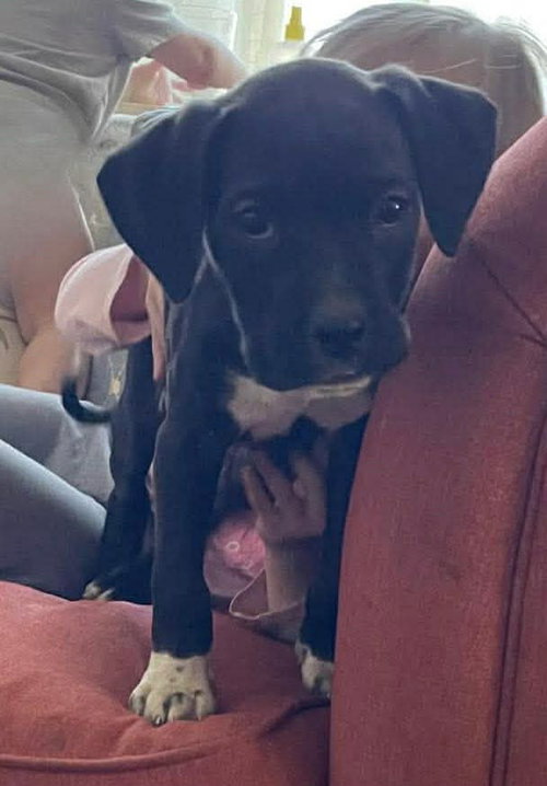 Play-Doh - Not at shelter (Joan) available 3/22