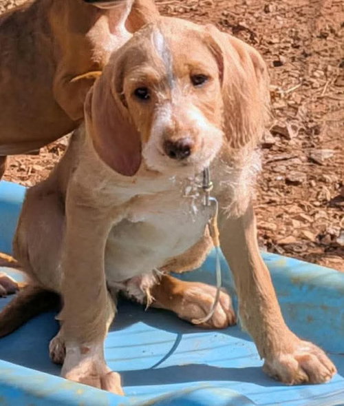 Bullete - Not at shelter (Tiffany) available 3/22