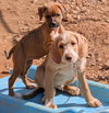Bullete - Not at shelter (Tiffany) available 3/22