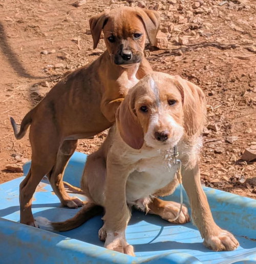Doza - Not At shelter (Tiffany) available 3/22