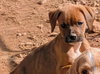 Doza - Not At shelter (Tiffany) available 3/22