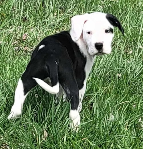 Oliver - Not at shelter (Kristy B) available 3/22