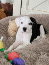 Oliver - Not at shelter (Kristy B) available 3/22
