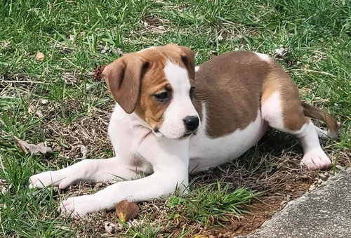 Hazel - Not at shelter (Kristy B) available 3/22