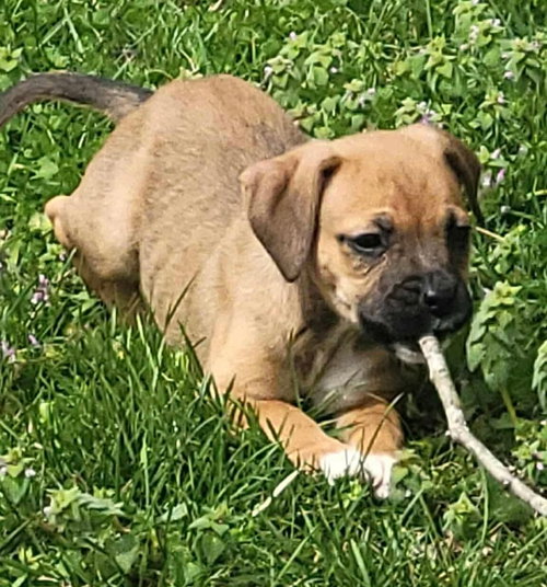 Willow - Not at shelter (Kristy B) available 3/22