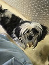 Benji - Not At shelter