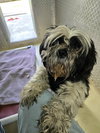 Benji - Not At shelter