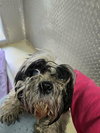 Benji - Not At shelter