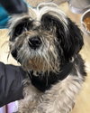 Benji - Not At shelter