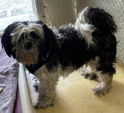 Benji - Not At shelter