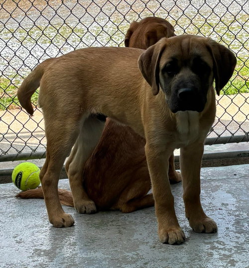 Henry - At shelter