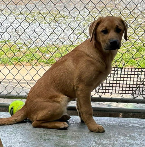 Dani - At shelter