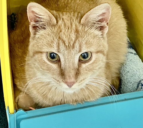 Pascal: At shelter