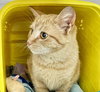 Pascal: At shelter
