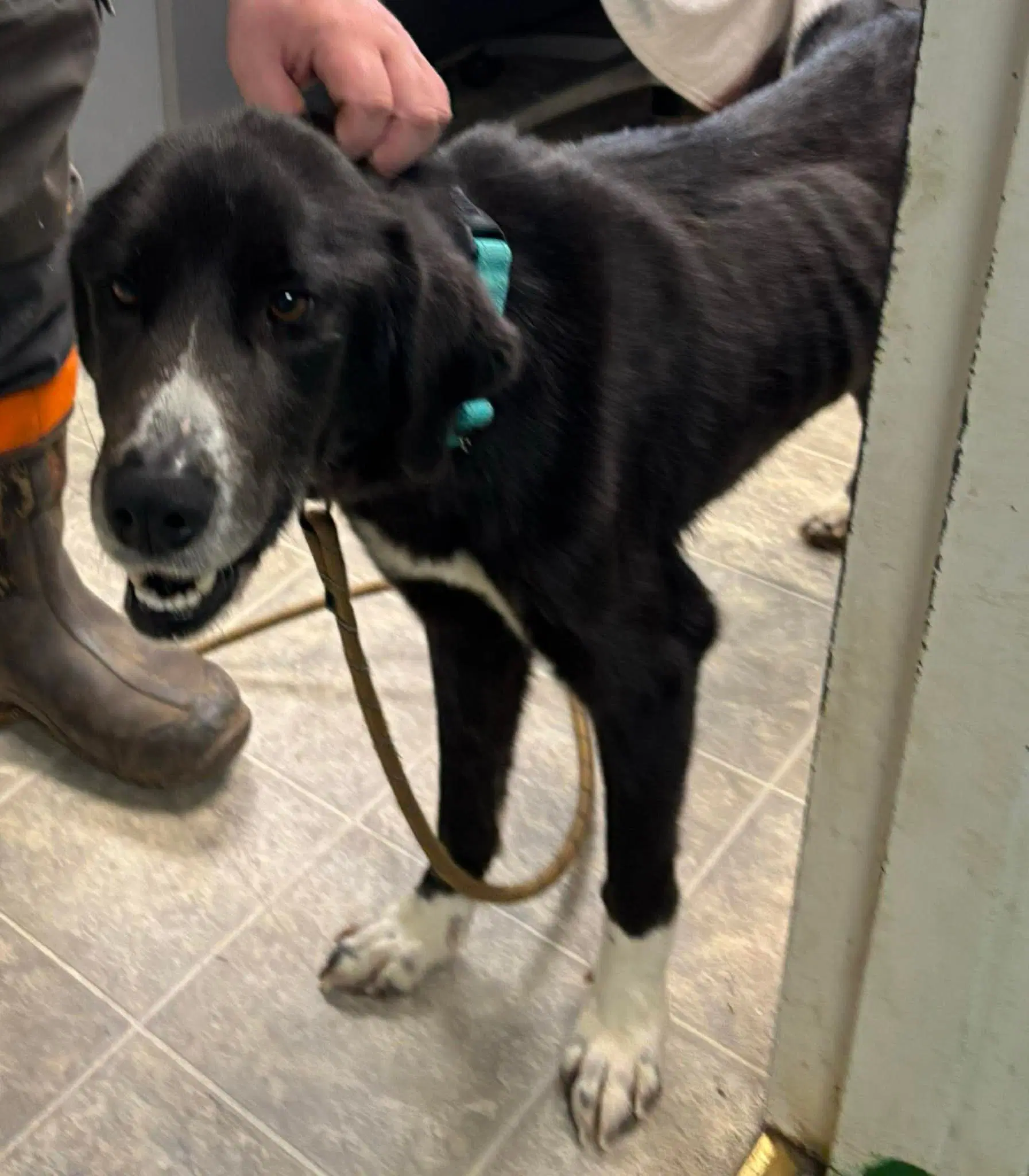 Fia Fiadh Not At Shelter Maia image 3