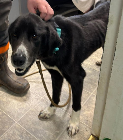Fiadh - At shelter available 3/28