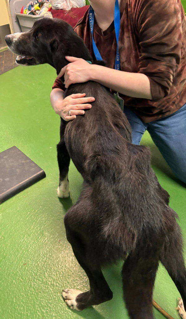 Fia ("Fiadh"): Not at shelter (Maia)