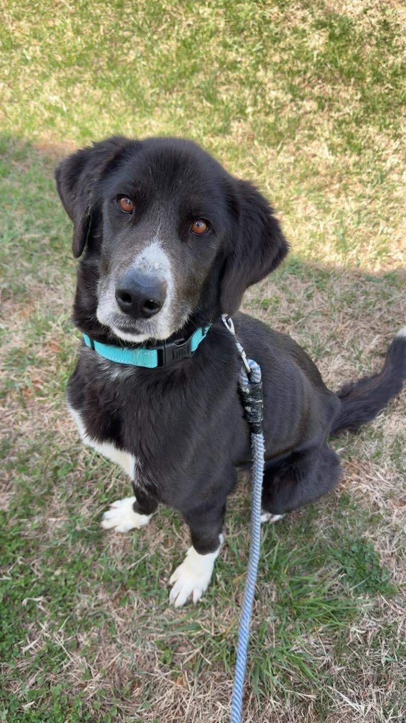Fia Fiadh Not At Shelter Maia - Border Collie