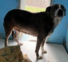 Callie - At shelter