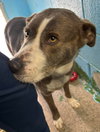 Callie - At shelter