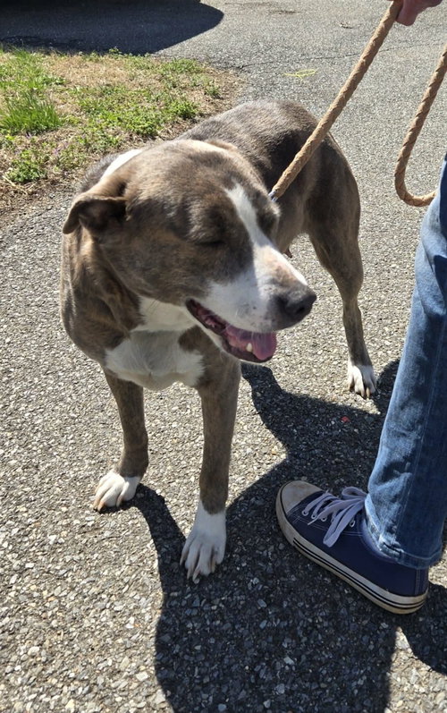Callie - At shelter