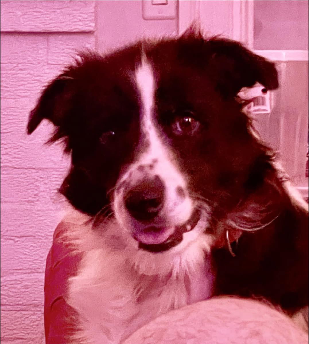 Bluberry: Not at shelter (Joan) Image