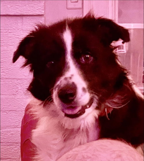 Blu - Not at shelter (Joan)