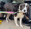 Blu - Not at shelter (Joan)