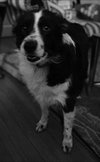 Blu - Not at shelter (Joan)