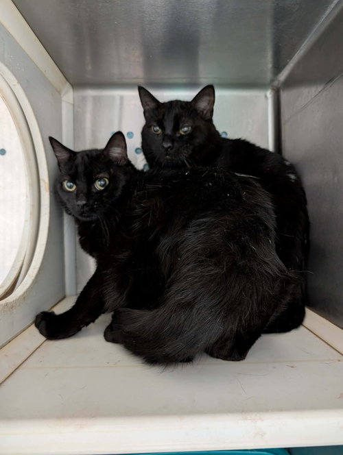 Fang - Not at shelter (Debra)