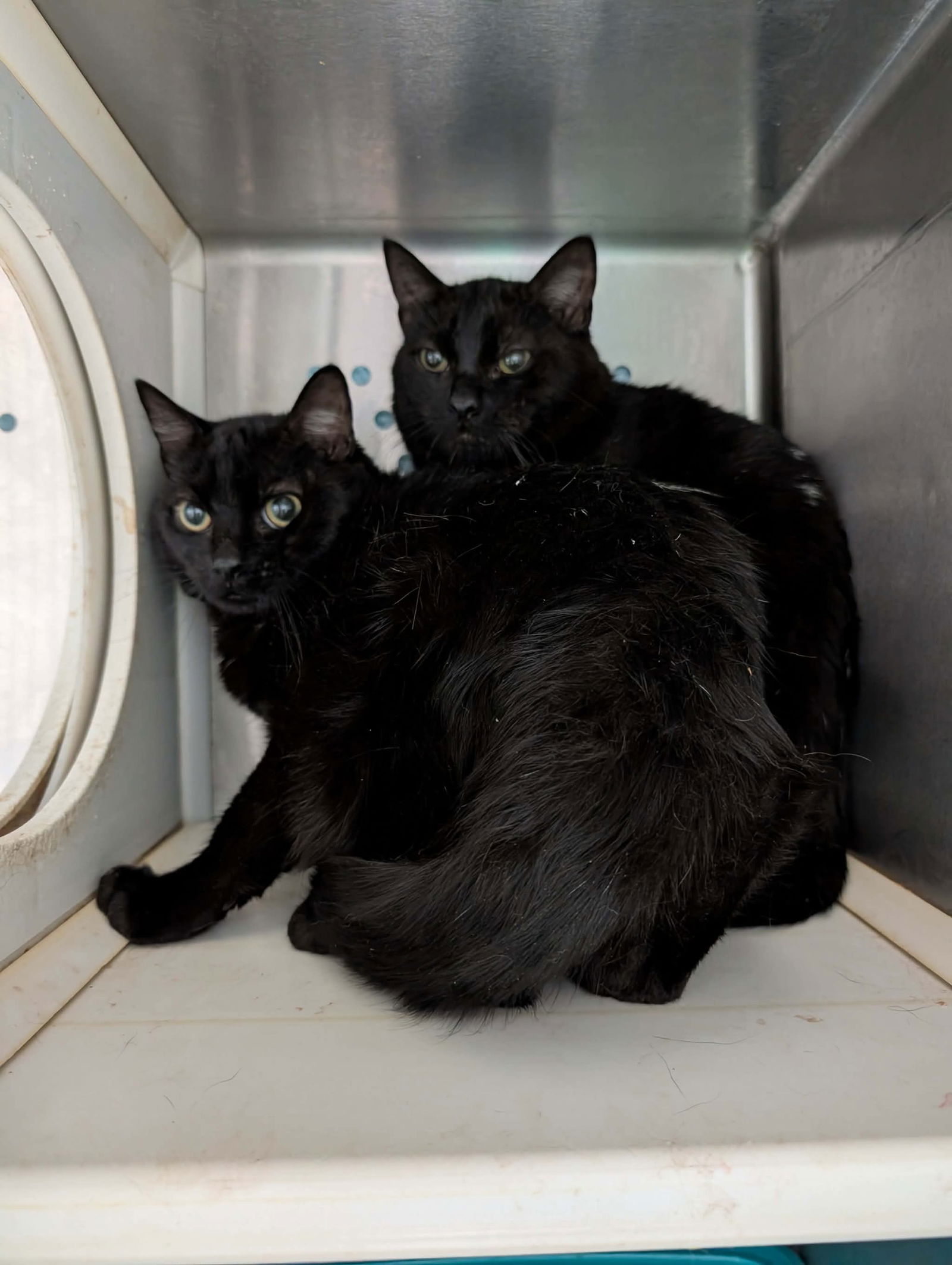 Frankie: Not at shelter (Debra) Image