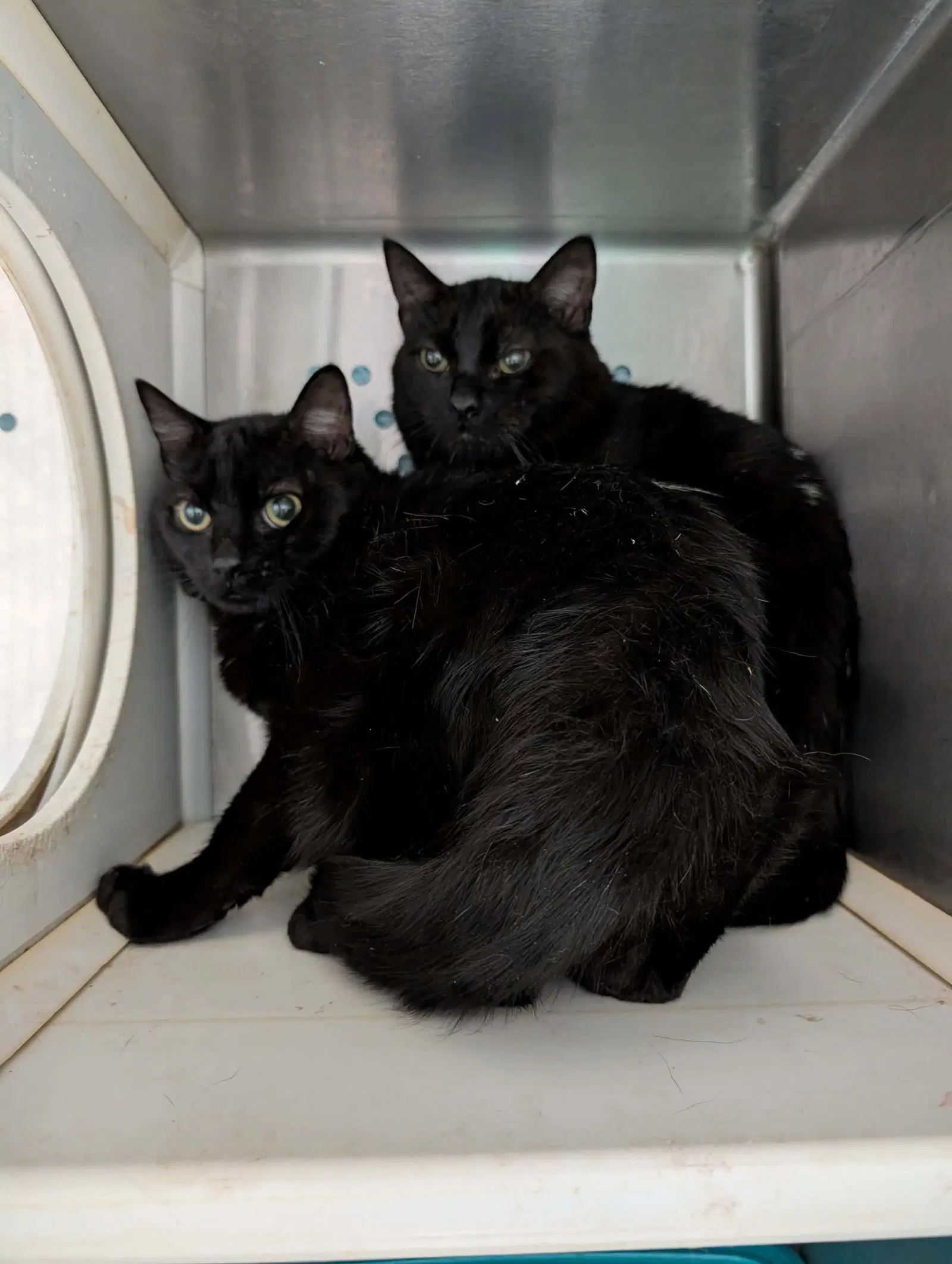 Frankie Not At Shelter Debra K - Domestic Short Hair