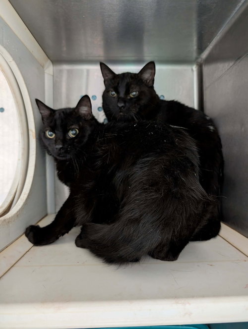 Frankie - Not at shelter (Debra)
