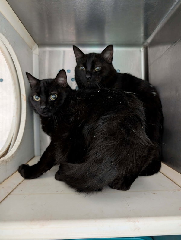 Frankie: Not at shelter (Debra)