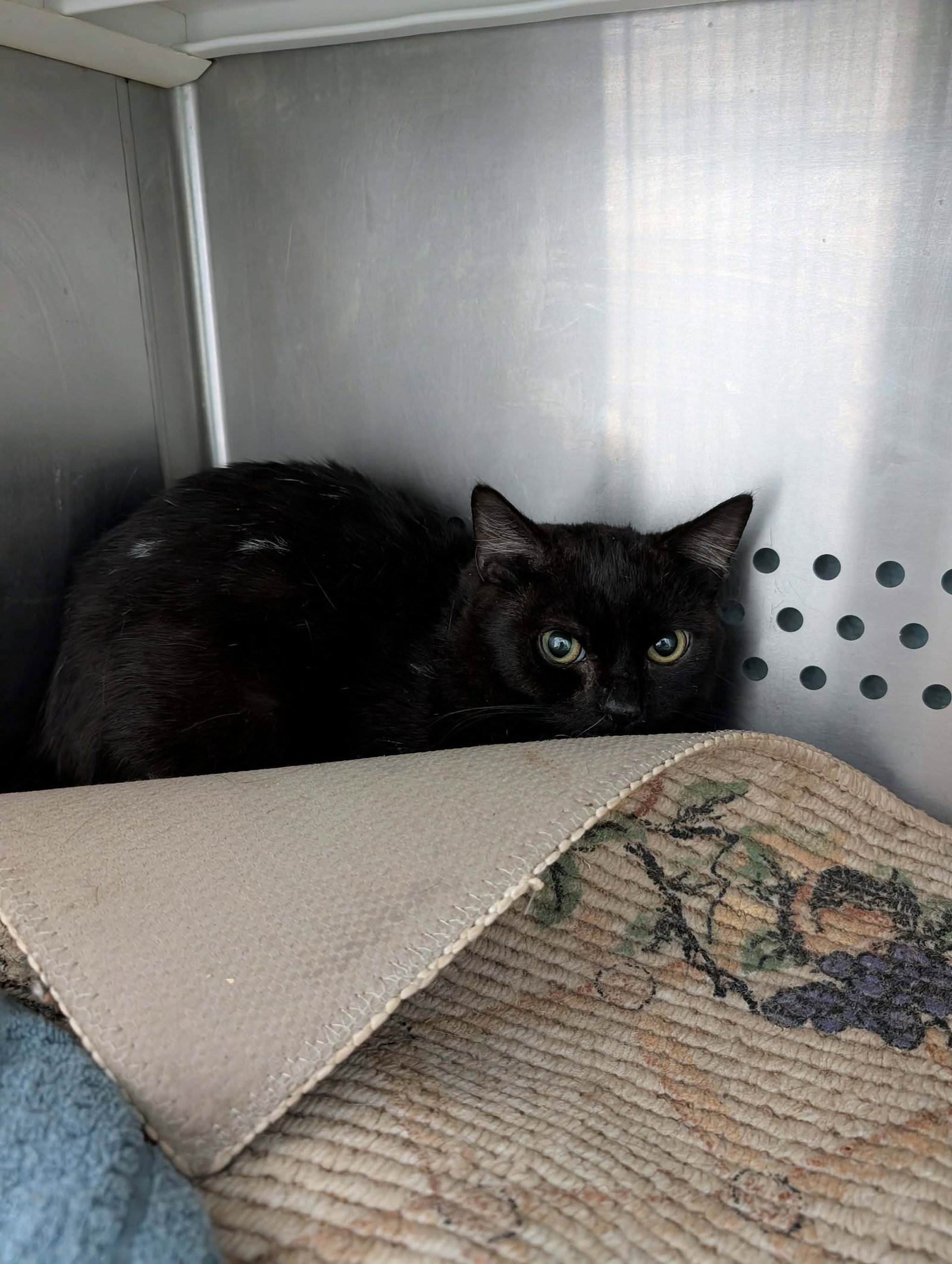 Fester: Not at shelter (Debra) Image