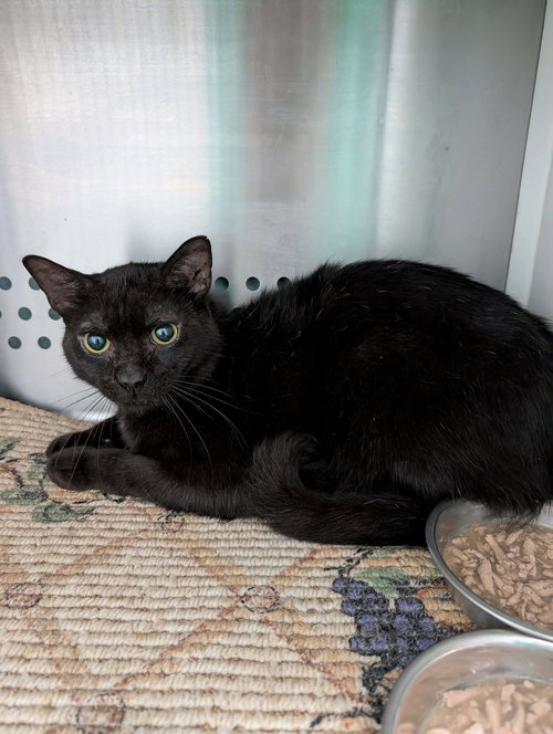 Freddy - Not at shelter (Debra)