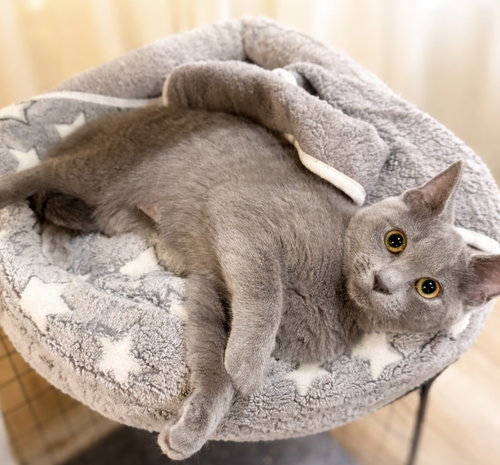 Catia: Not at the Shelter (Faith)