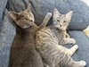 Catia: Not at the Shelter (Faith) - Photo 4