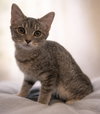 Louisa - Not at shelter (Faith) - Photo 1