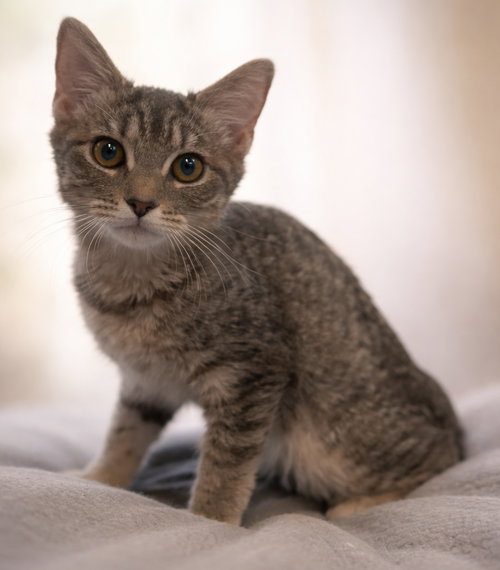 Louisa - At shelter