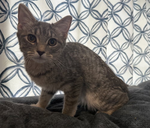LOUISA - NOT AT SHELTER (FAITH) - Domestic Short Hair available for adoption