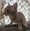 Louisa - Not at shelter (Faith) - Photo 3