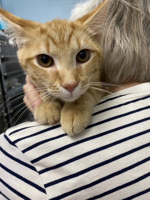 Cheese - At shelter