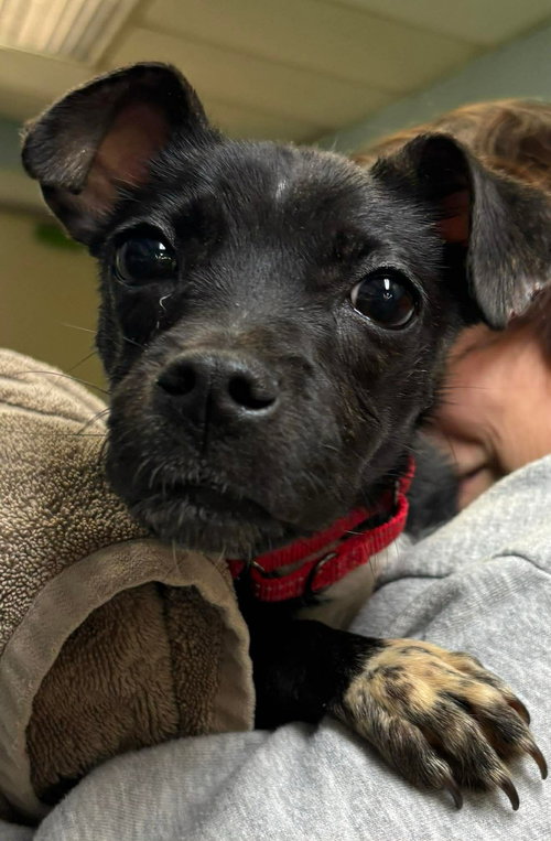 Ike - At shelter available 3/29
