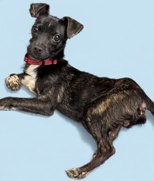 Ike:  At shelter,available 3/29