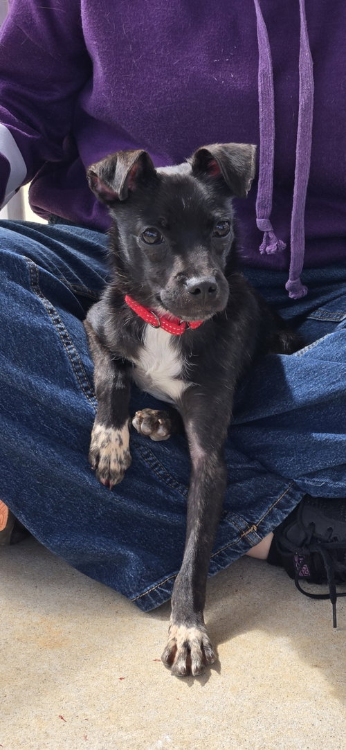 Ike aka Dwight:  At shelter,available 3/29