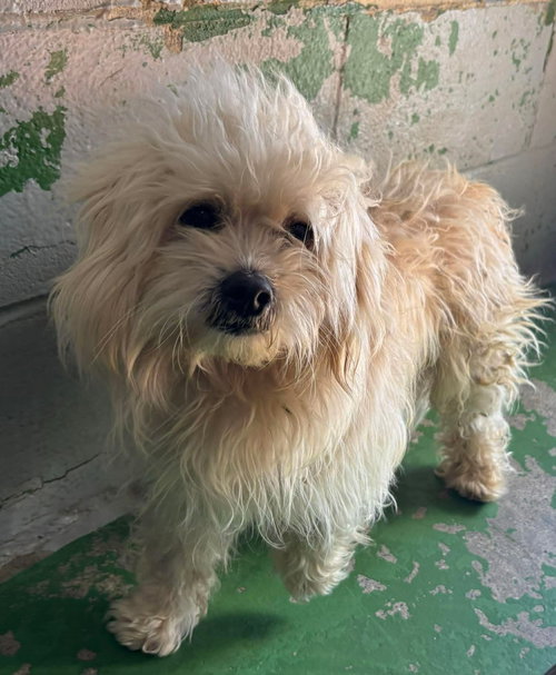 Mike - At shelter available 4/4
