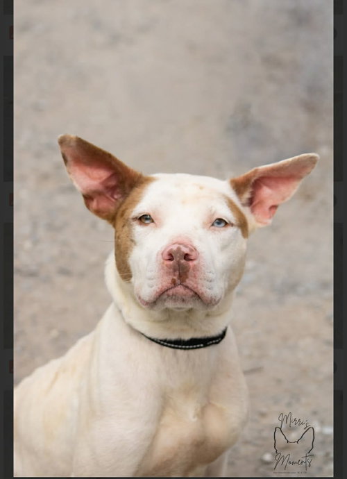 Leesa - At shelter available 3/31