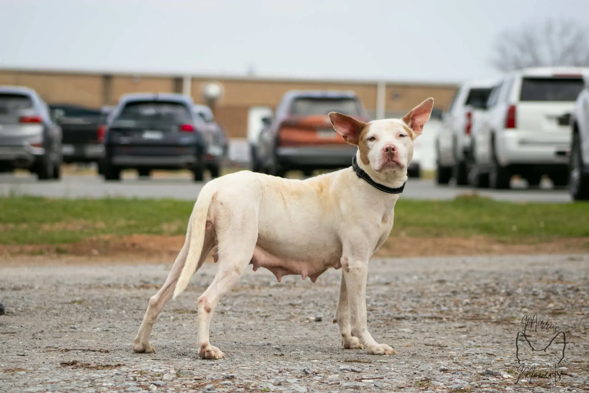 Leesa Not At Shelter Bcc image 2
